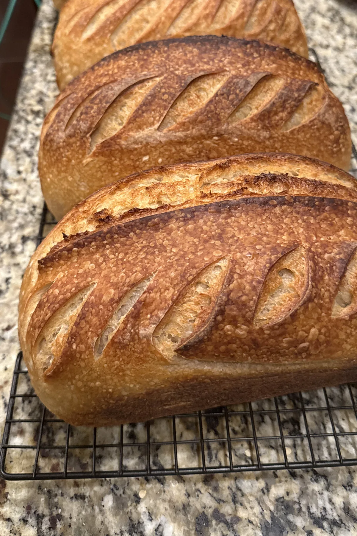 Golden pan loaves cooling in a row